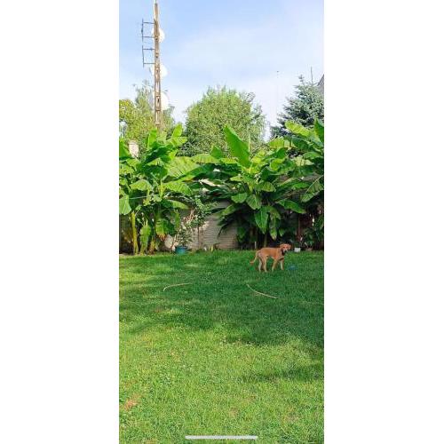 Tihany-Gödrös Apartman 1-6 fő